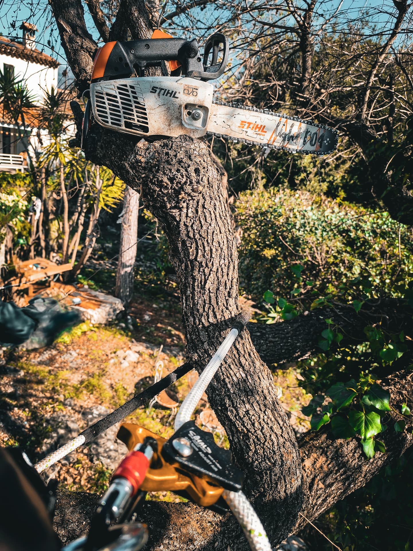 Matériel d’élagage installé sur un arbre